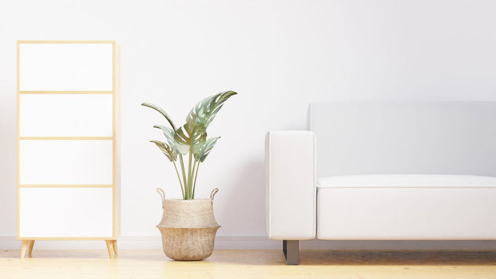 The Fresh Home Guide to Odor Control
